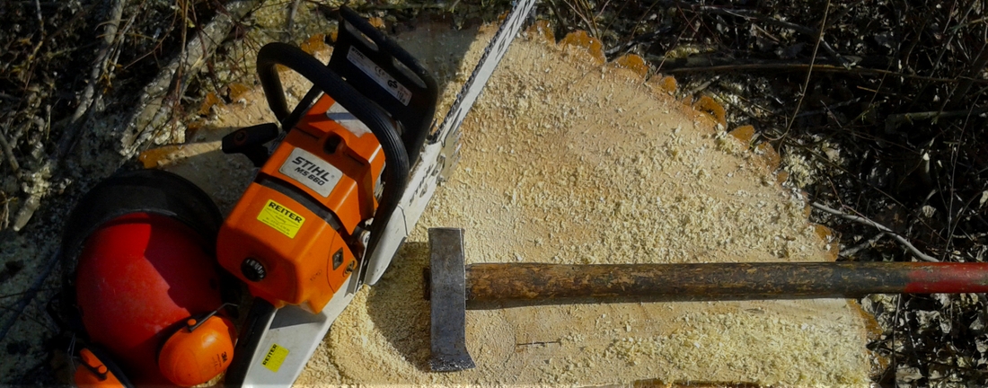 Baumfällung Baumfällung