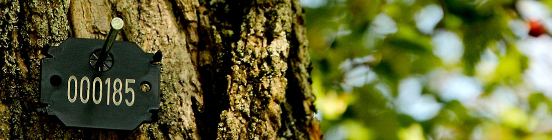 Baumkontrolle Baumkontrolle