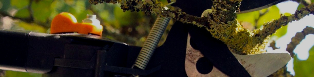 Kronenpflege Kronenpflege