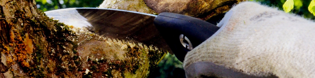 Baumschnitt Baumschnitt