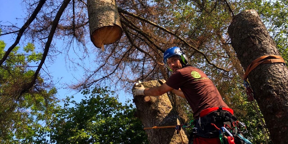 Baumfällung mit Kran Baumfällung mit Kran