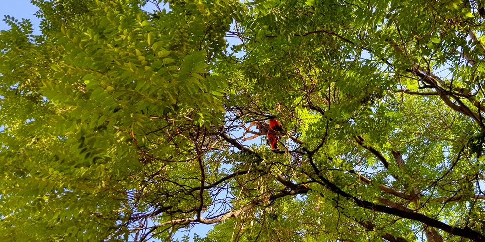 Baumkletterer auf Esche Baumkletterer auf Esche