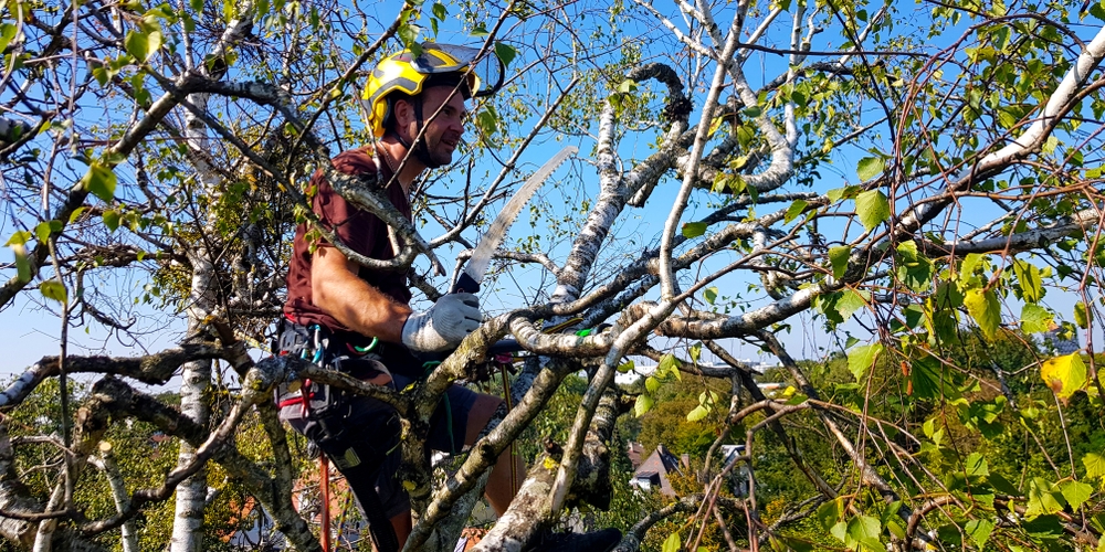 Artem bei der Baumpflege auf Birke Artem bei der Baumpflege auf Birke