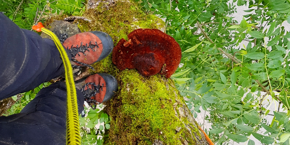 Baumpilz auf Esche Baumpilz auf Esche