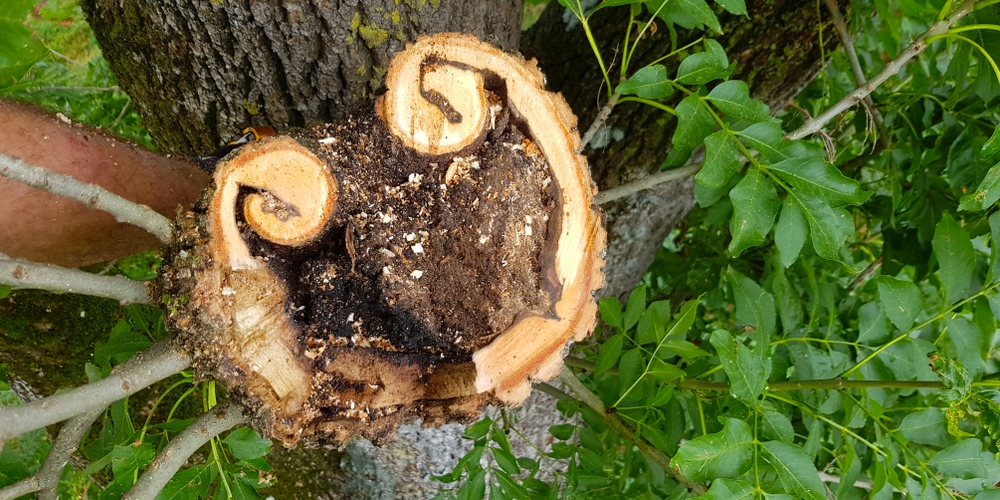 Esche Querschnitt Esche Querschnitt