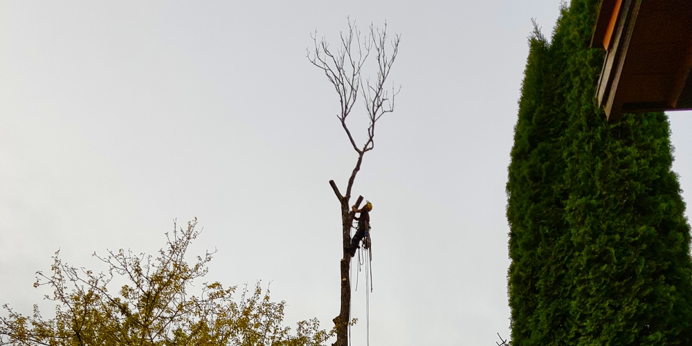 Baumkletterer Baumkletterer