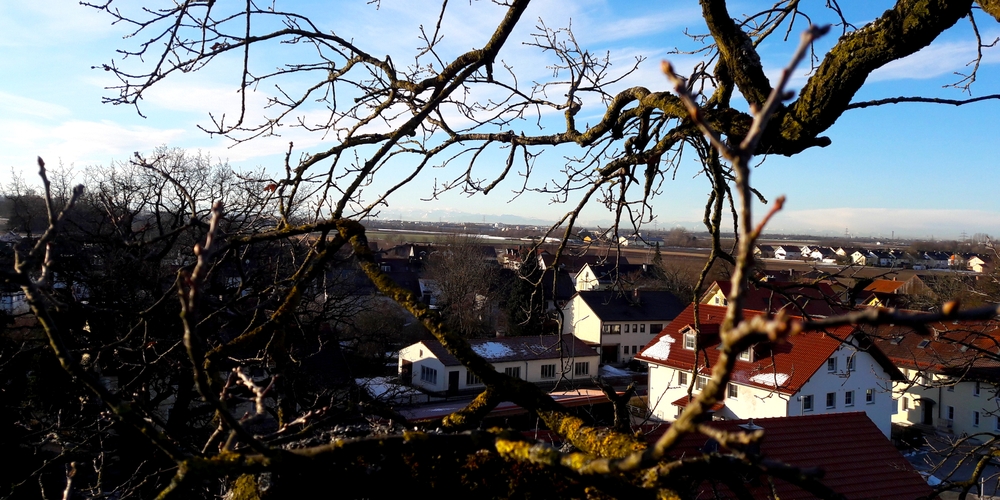 München vom Baum München vom Baum