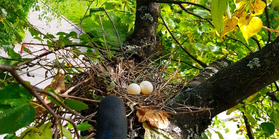 Vogelnest auf Linde Vogelnest auf Linde